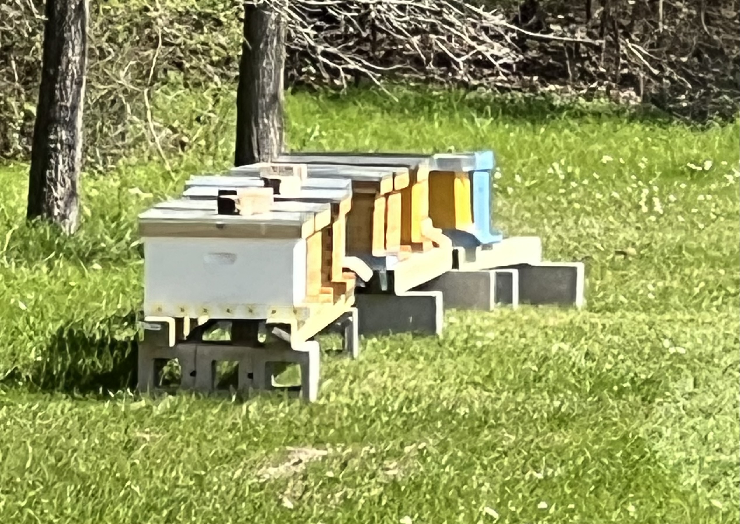 Magee Meadow Apiary hive yard in East Texas