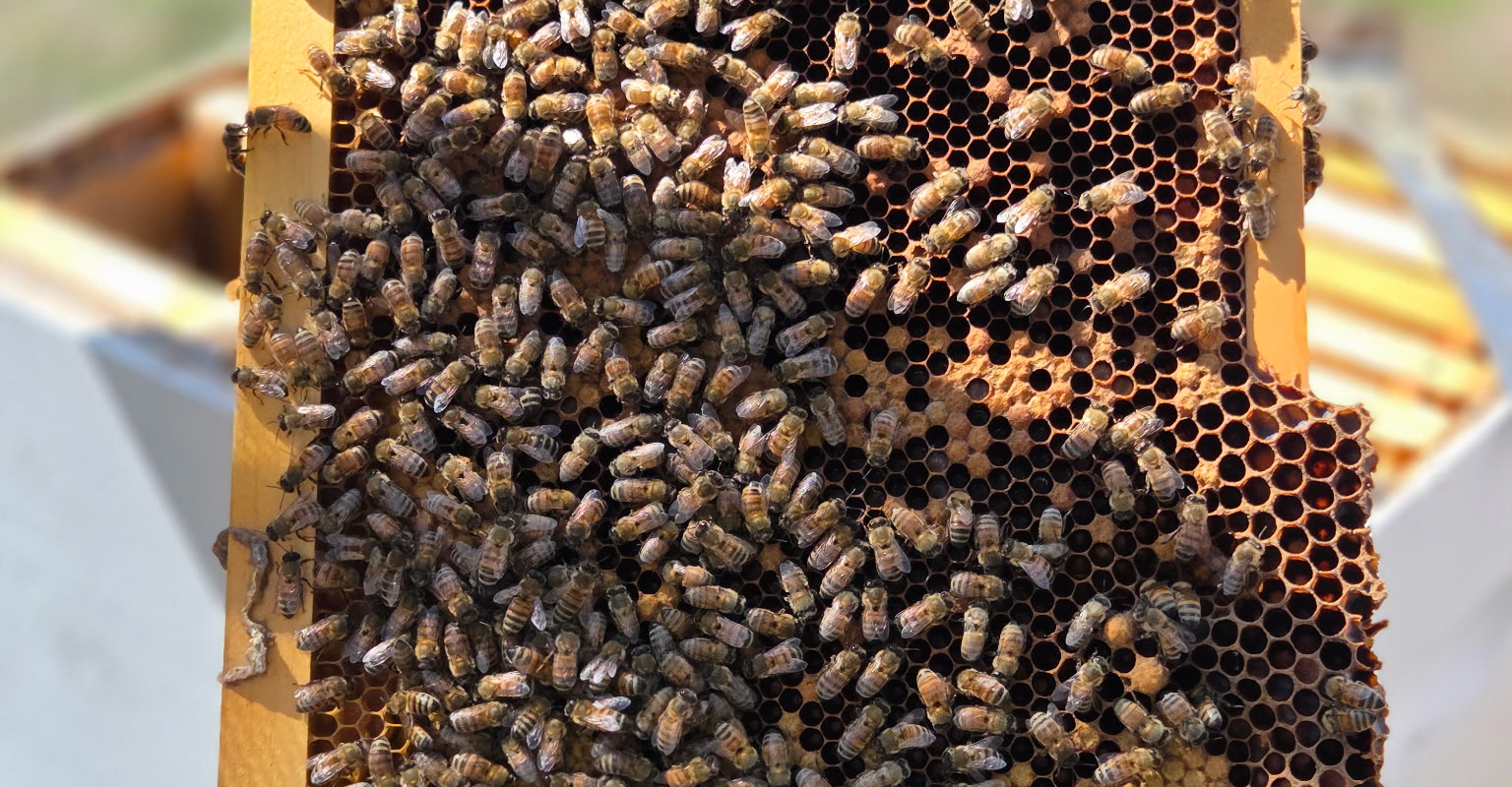 A Wet Spring and a Hard Summer: The 2026 Honey Flow at Magee Meadow