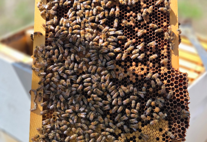 A Wet Spring and a Hard Summer: The 2026 Honey Flow at Magee Meadow