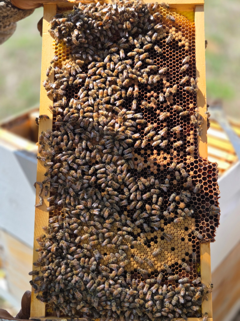 beeframe.jpg.webp
